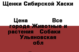 Щенки Сибирской Хаски › Цена ­ 20 000 - Все города Животные и растения » Собаки   . Ульяновская обл.,Барыш г.